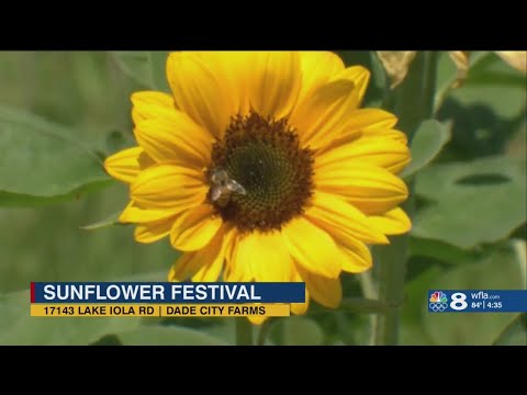 Soak up the sun at the Sunflower Festival in Pasco County this weekend