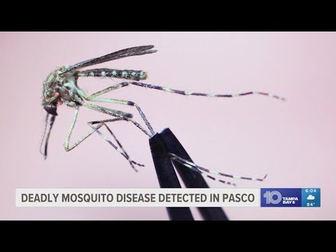 Deadly mosquito disease detected in Pasco County