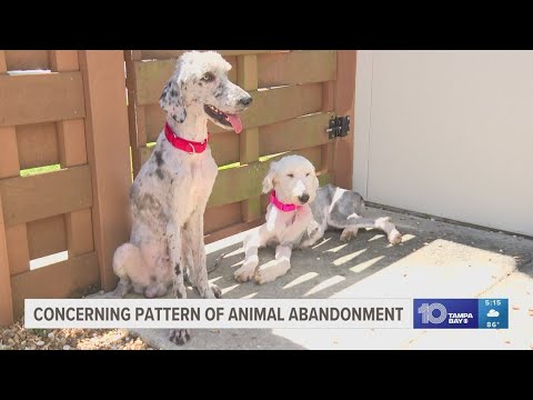 There is a concerning pattern of animal abandonment in Hillsborough and Hernando counties