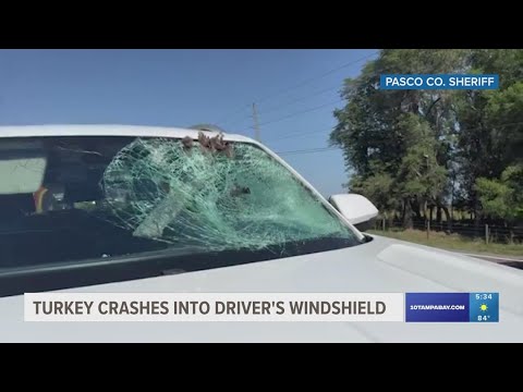 Turkey crashes into driver&#39;s windshield in Pasco County