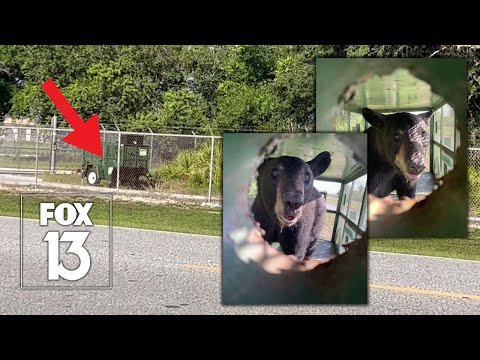 Black bear in multiple Hillsborough sightings captured at Tampa International Airport