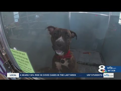 Pasco animal shelter needs help, at risk of closing