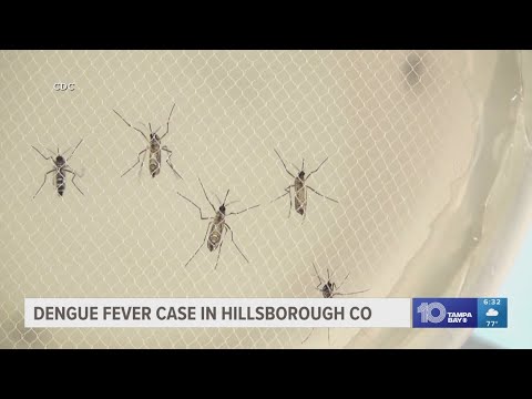 Dengue fever confirmed in Hillsborough County
