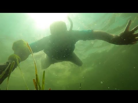 Pasco County scallop season extended from 10 to 37 days
