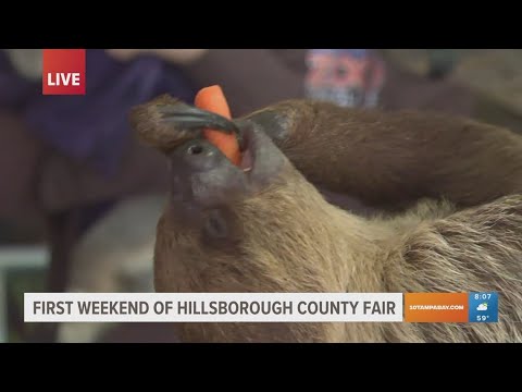 Hillsborough County Fair kicks off in Dover