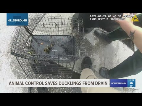 Eight ducklings saved from a storm drain in Hillsborough