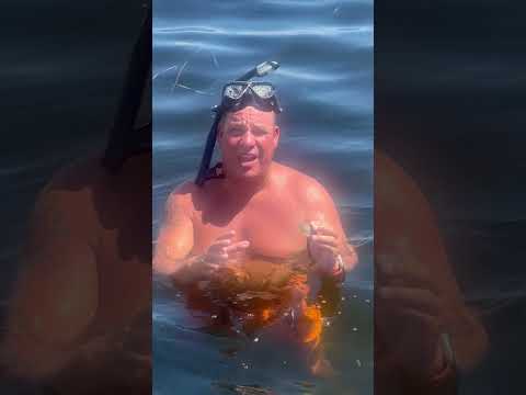 Scalloping offshore of Pasco County Florida. One of our favorite hobbies