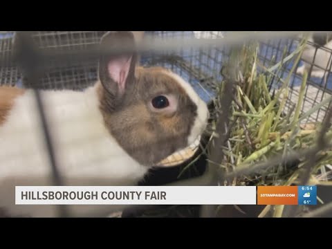 Hillsborough County Fair kicks off this weekend