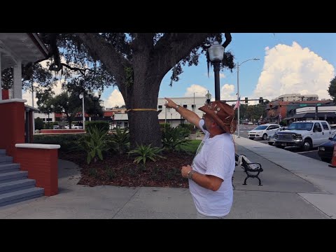 Residents rally to save historic oak tree in front of Pasco County courthouse