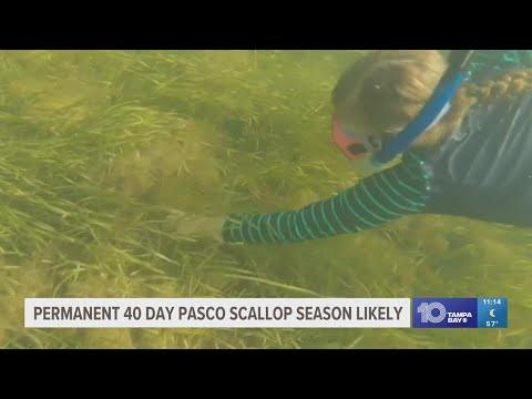 FWC staff formally recommend 40-day scalloping season in Pasco County