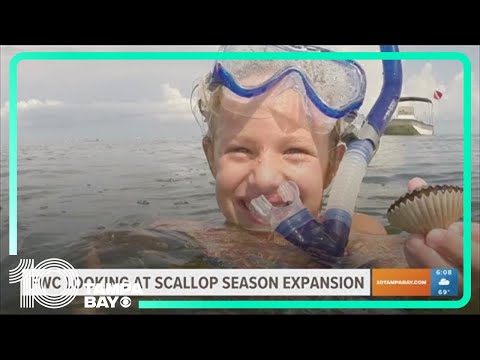 Florida Fish and Wildlife could expand scallop season in Pasco County