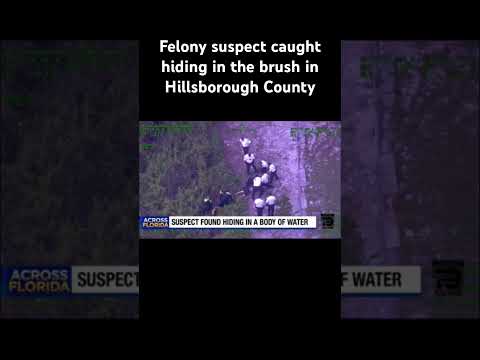 Felony suspect caught hiding in the brush in Hillsborough County
