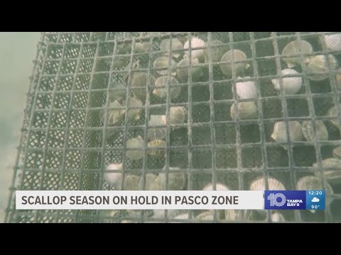 Scallop season on hold in Pasco, northern Pinellas County