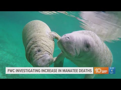 FWC investigating uptick of manatee deaths in Hernando County