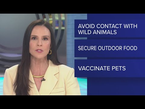 Rabies alert in place in Hillsborough County after stray cat tests positive