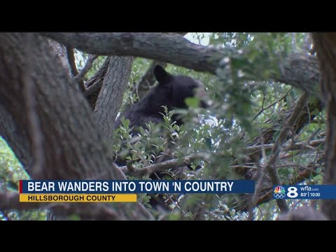 Bear remains in Hillsborough neighborhood, goes up 2nd tree