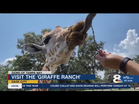 Check out this gem of Tampa Bay: Giraffe Ranch in Pasco County