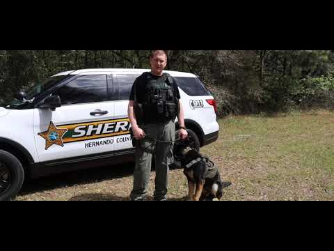 K9 unit dog and Hernando county this dog catch bad people in spring Hill The Hernando county FL