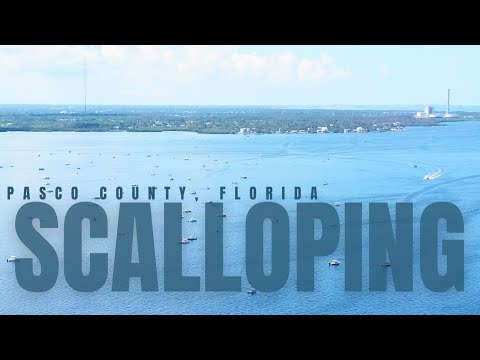 Scalloping Pasco County Florida 2025 | Catching Our Limit | Gulf Coast Catch Clean Cook