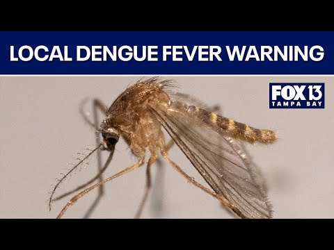 Dengue fever case detected in Hillsborough County