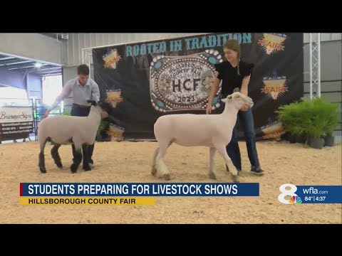 Hundreds of students show livestock at Hillsborough County Fair