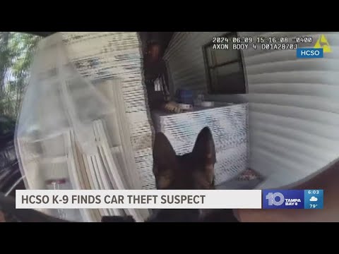 Hillsborough County Sheriff K-9 tracks down suspected car thief