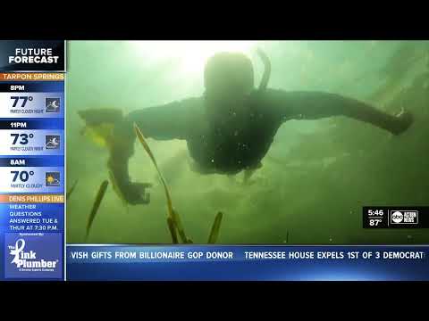 Pasco County scallop season extended from 10 to 37 days