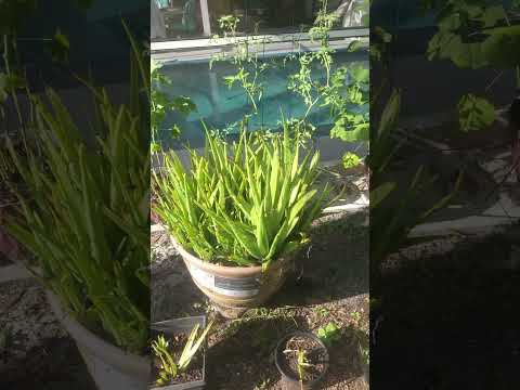 WALKING THROUGH THE GUYANESE GARDEN 🏡 | HUDSON, FLORIDA | PASCO COUNTY