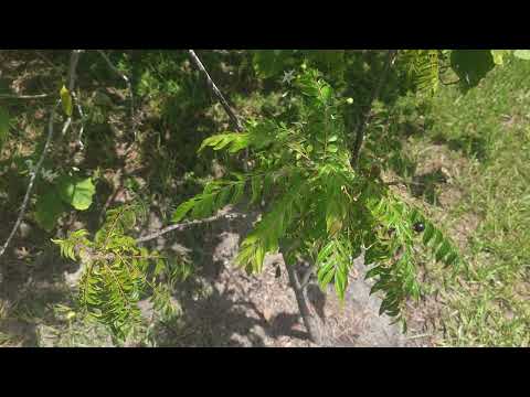 CURRY TREE IN THE GARDEN 🏡 | LAND O LAKES, FLORIDA | PASCO COUNTY