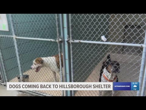 Dogs returning to Hillsborough shelter after outbreak of dog flu