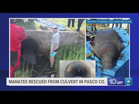 Manatee rescued from culvert in Pasco County