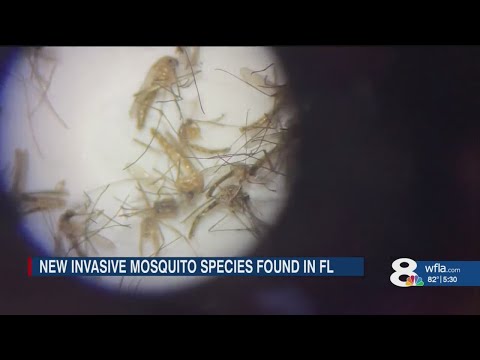 Hillsborough County monitors for new species of mosquito