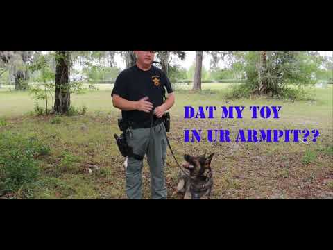 This is hard Hernando county K9 unit FL