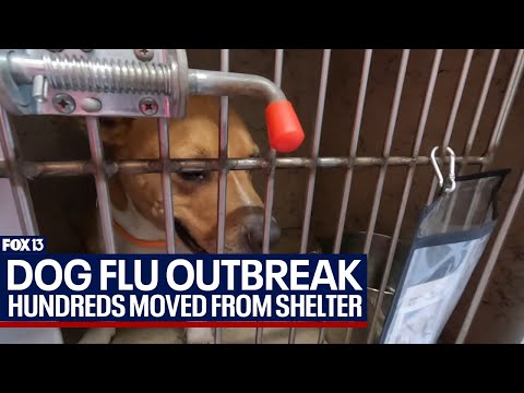 Canine flu outbreak hits Hillsborough animal shelters