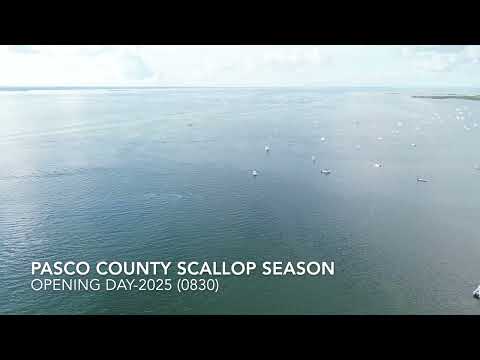 First Day of Scallop Season in Pasco County! 🐚🇺🇸