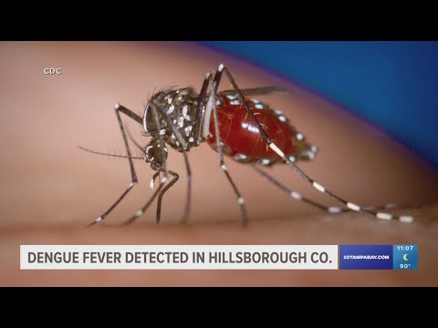 Health officials weigh in on dengue fever case confirmed in Hillsborough County