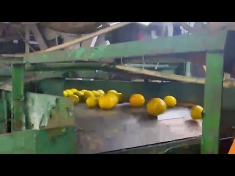 Orange County citrus packing facility closes