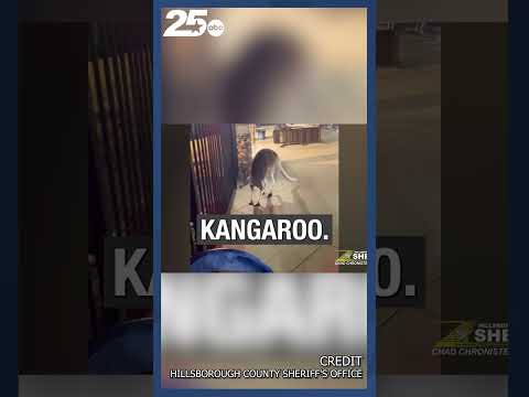 Kangaroo on Loose in Hillsborough County Apartment Complex