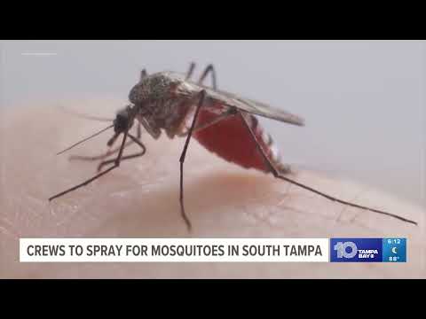 Hillsborough County mosquito spraying delayed amid spread of Dengue fever