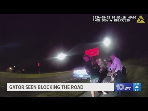 Hillsborough County deputies come across a nine-foot alligator blocking the road