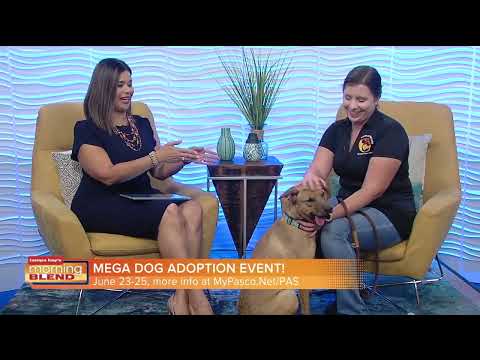 Mega Dog Adoption Event Hosted by Pasco County Animal Services Happening Next Month