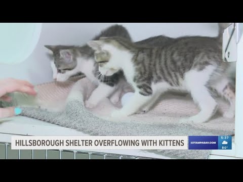 Hillsborough animal shelter warns against &#39;kitnapping&#39; as it overflows with kittens