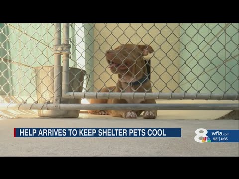 Community steps up after Hillsborough County Pet Resource center struggle to keep dogs cool in soari