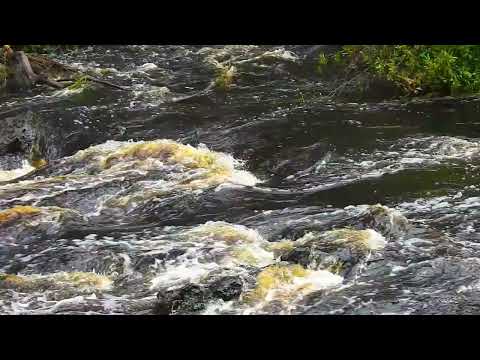 Hillsborough River.  #florida #hillsboroughcounty  #river