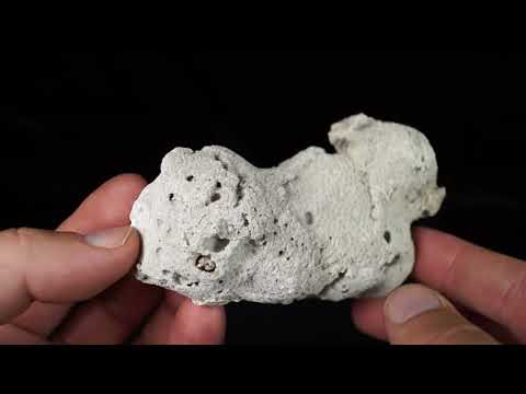 Quartz (var. Agate, Silicified Coral), Tampa Bay, Tampa, Hillsborough County, Florida, USA