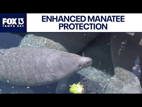 Push for enhanced manatee protections on Hillsborough River