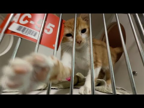 Hillsborough County Pet Resource Center is at over 500% capacity for cats