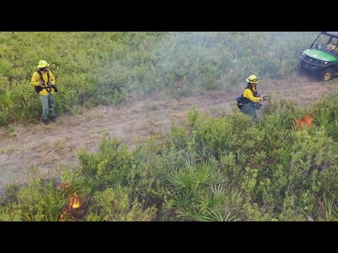 Prescribed burns in Hillsborough County aim to prevent wildfires