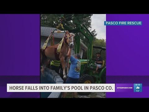 Pasco County crews rescue horse that fell into family&#39;s pool