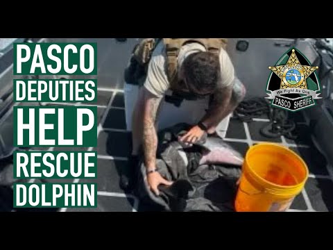 Pasco Deputies Assist with Dolphin Rescue